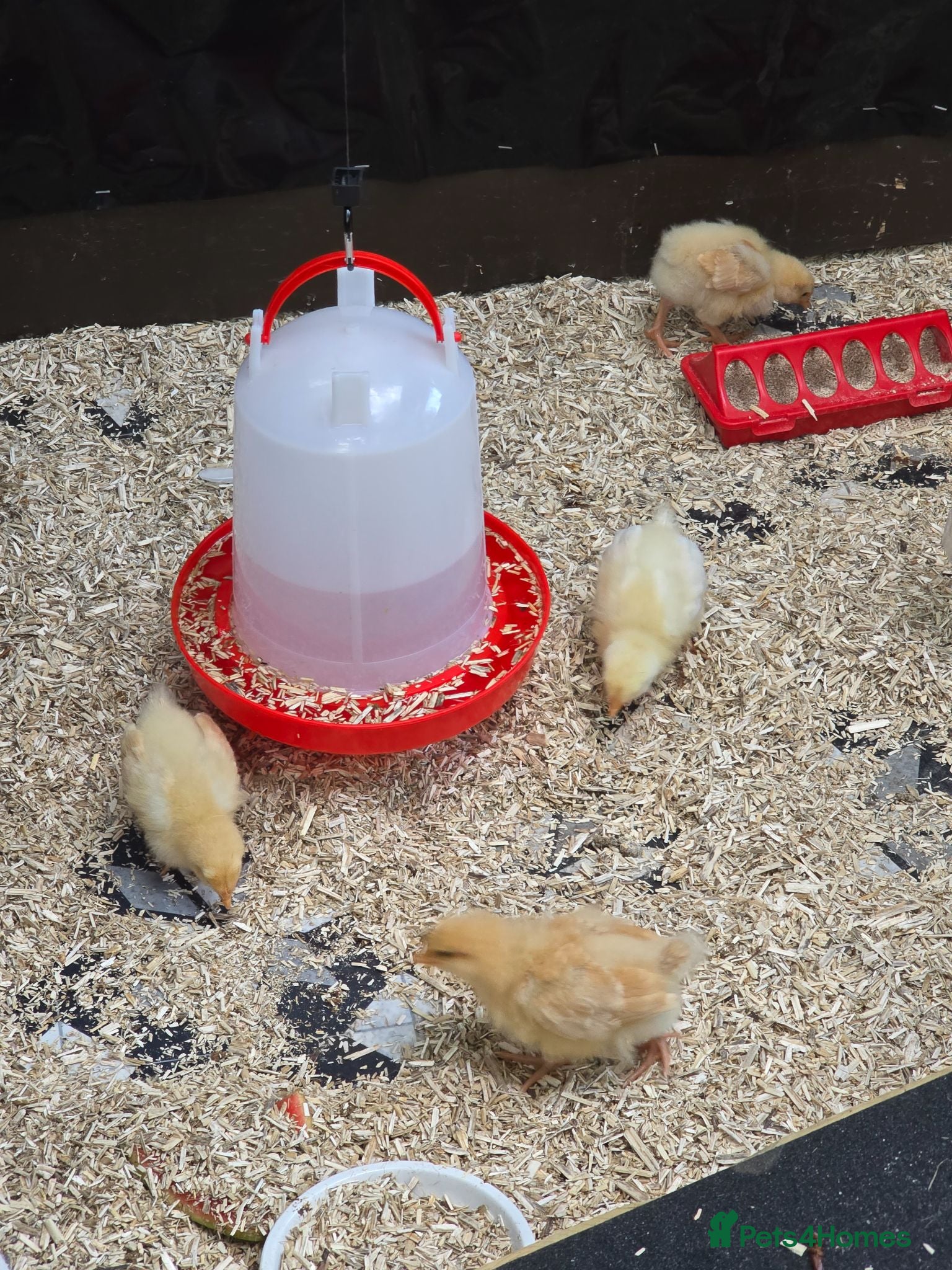 Chickens poultry 2 Buff orpington cocheral chicks - Advert 6