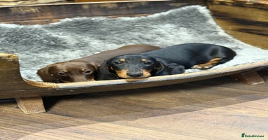 Miniature Dachshund dogs - Advert 2