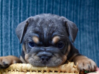 English Bulldog dogs English bulldog puppies for sale - Advert 3