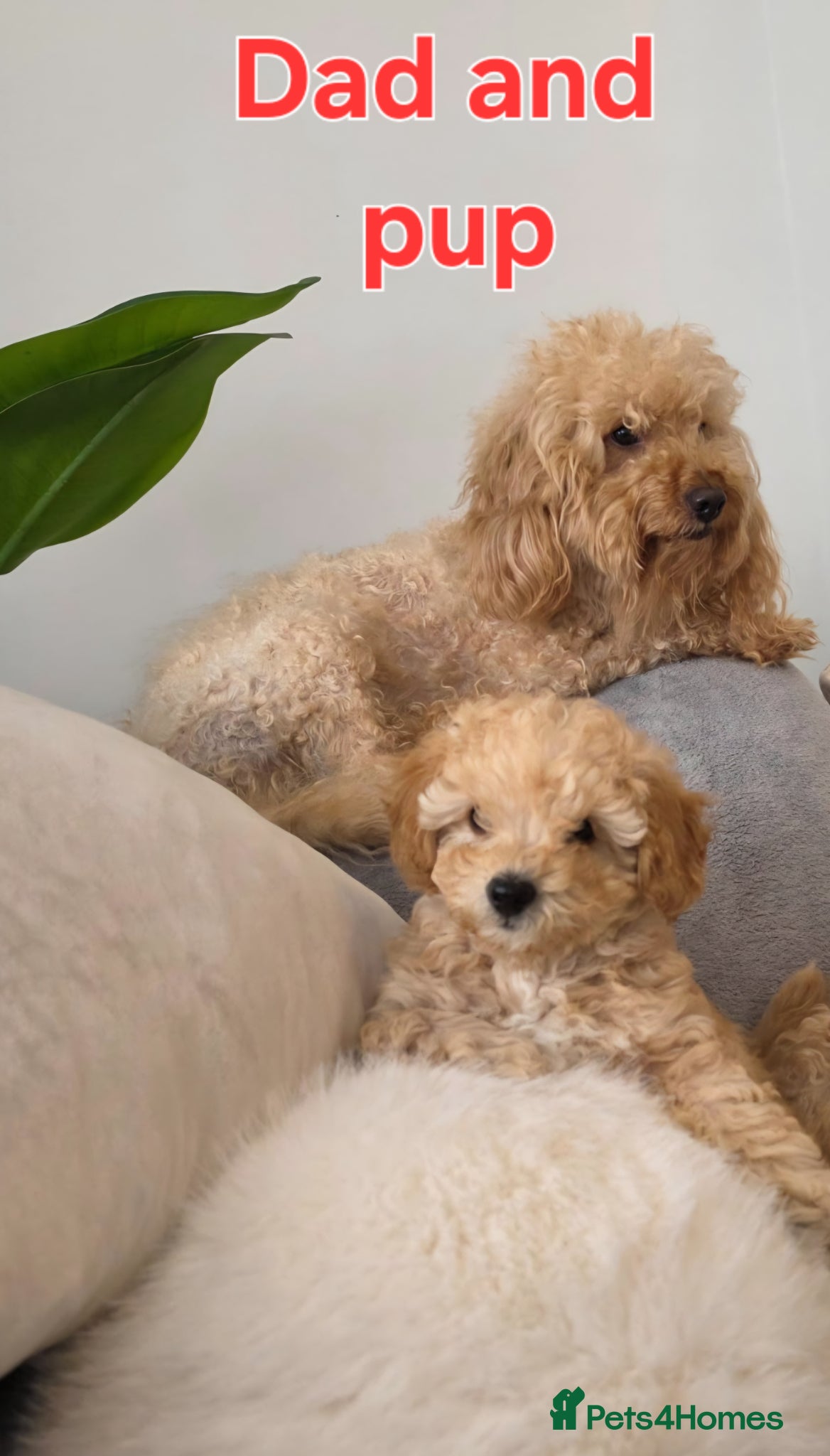 Maltipoo dogs 🐶 ready to leave now 🐶1 beautiful girl left🐶 - Advert 5