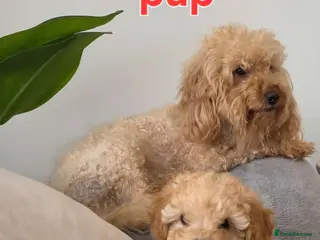 Maltipoo dogs 🐶 ready to leave now 🐶1 beautiful girl left🐶 - Advert 5