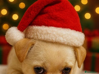 Pug dogs Pedigree bloodlines Pug x Pomeranian Puppy 🏆 - Advert 2