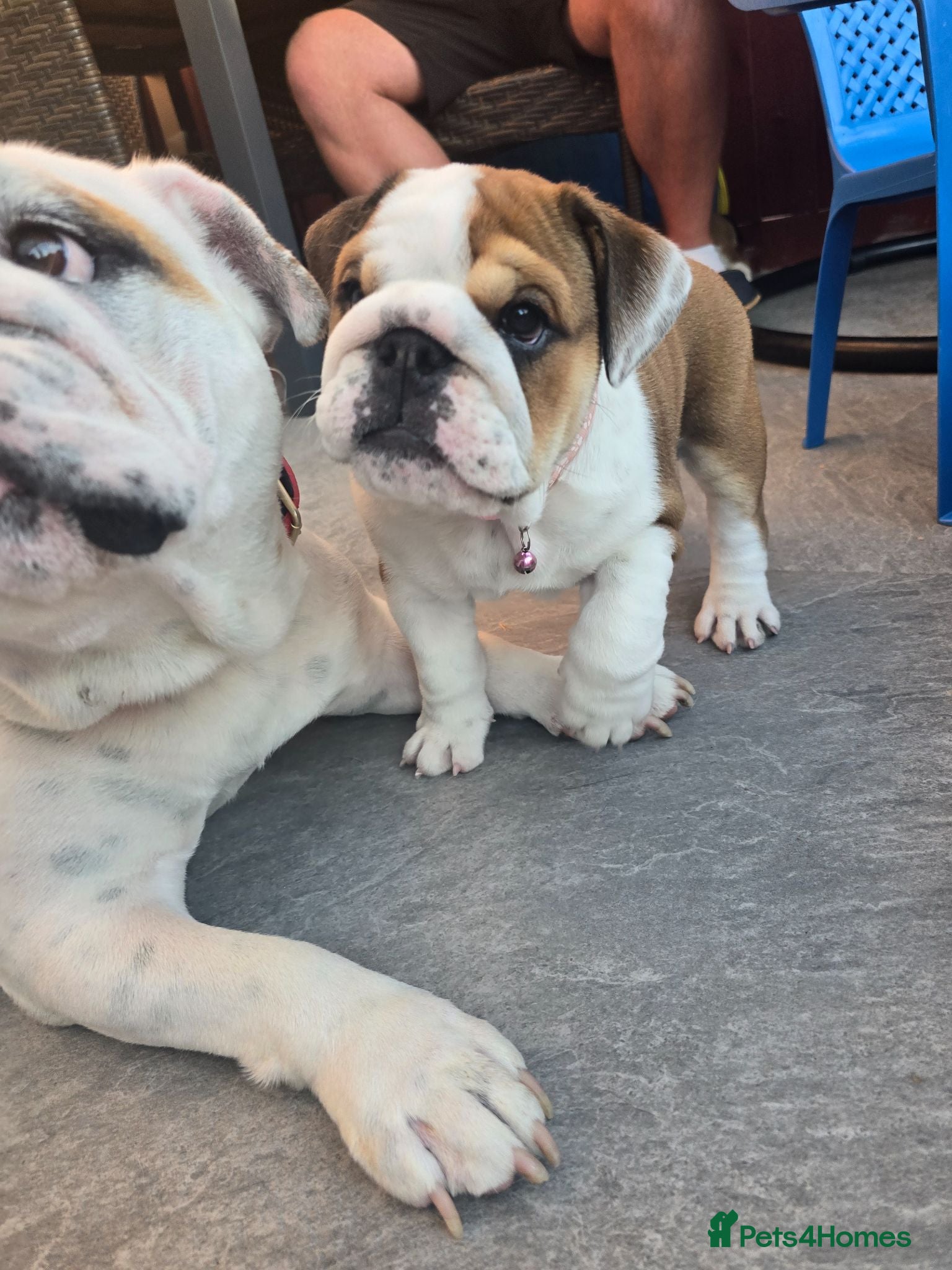 English Bulldog dogs 🐾 READY NOW ! 🎉🥰 Beautiful KC girl🐶😍 - Advert 5