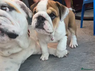 English Bulldog dogs 🐾 READY NOW ! 🎉🥰 Beautiful KC girl🐶😍 - Advert 5