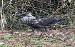 Chickens poultry for sale: Polish cockerel free to good home  - Image 2