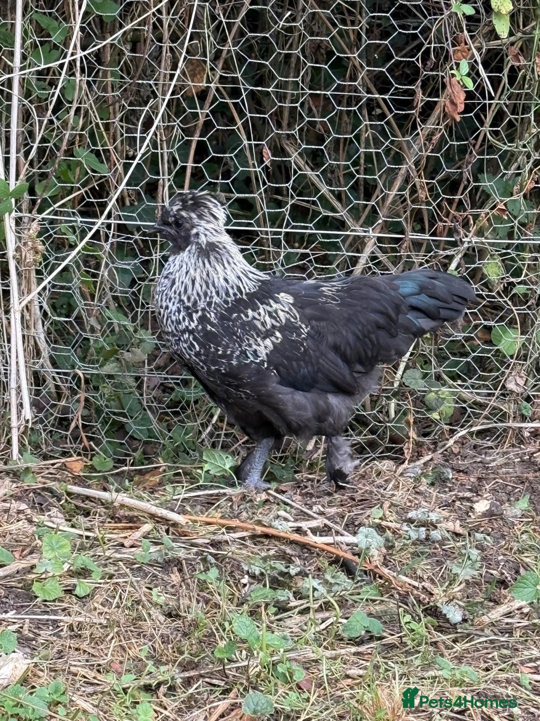 Chickens poultry for sale: Polish cockerel free to good home  - Image 2