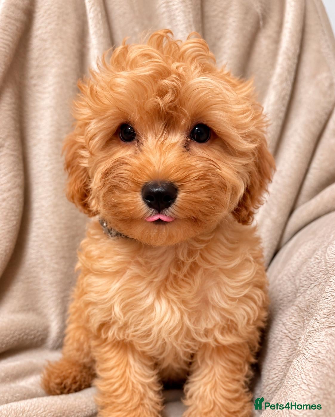 Cockapoo dogs for sale: Fully vaccinated 2 Cockapoo Boys ready  - Advert 9