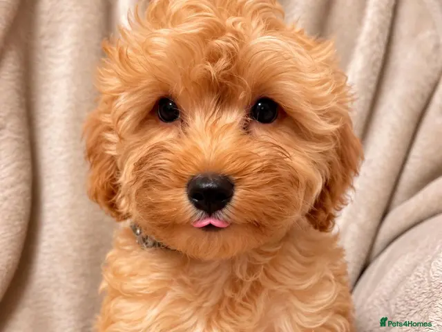 Cockapoo dogs for sale: Fully vaccinated 2 Cockapoo Boys ready - Advert 1