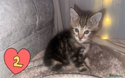 Mixed Breed cats for sale: Two Female kittens (Bengal/Persian mix - Image 4