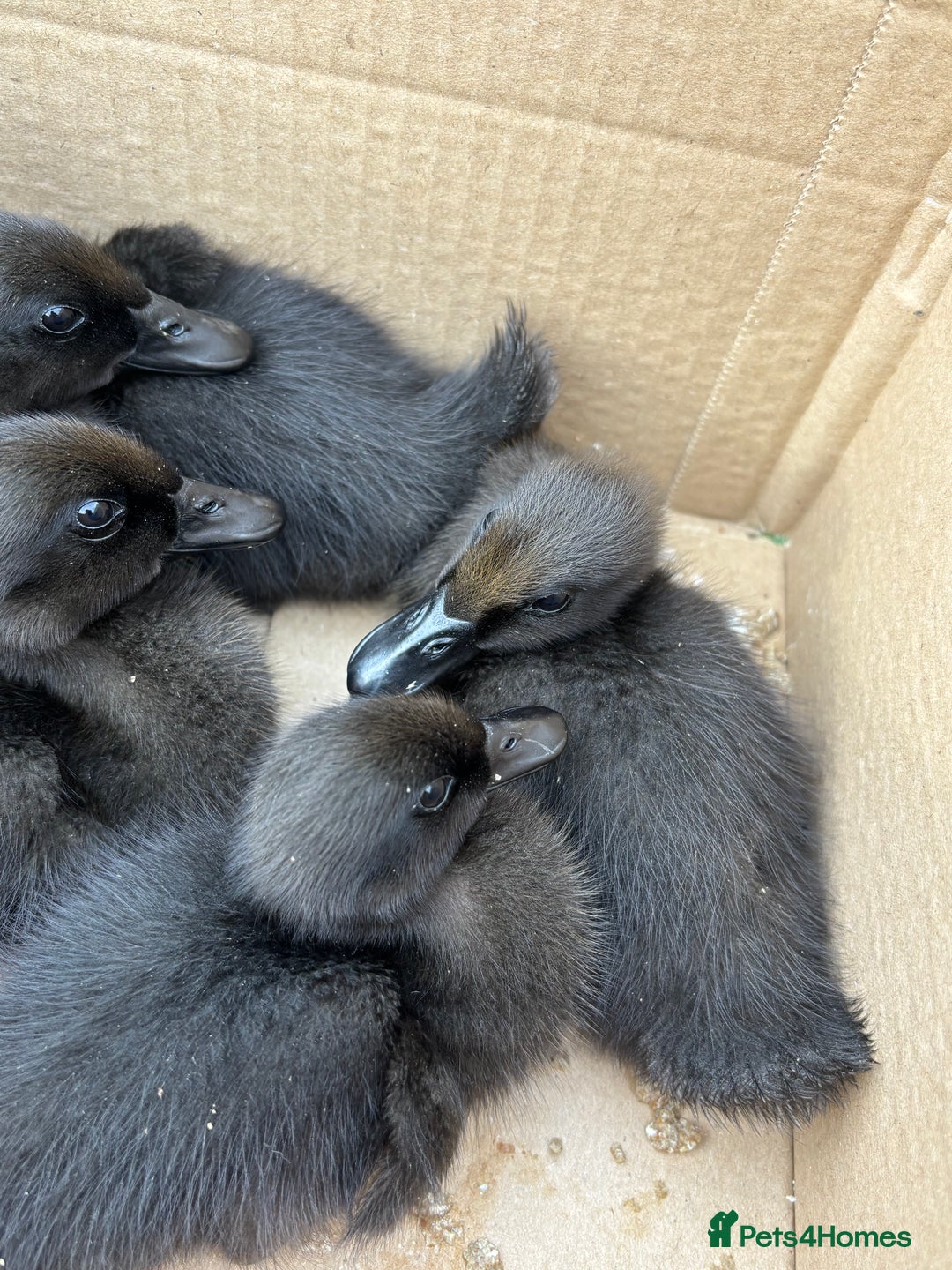 Ducks poultry for sale: Unsexed Cayuga duck  - Image 5