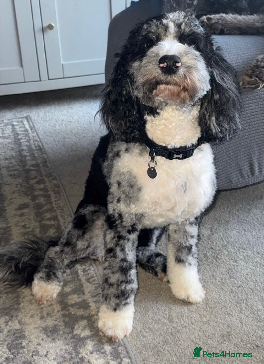 Cockapoo dogs for sale: Stunning F2b Cockapoo FULLY Health tested parents  - Advert 3