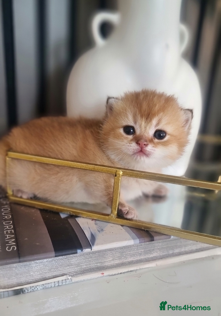 British Shorthair cats Chunky Gold and Silver Pedigree GCCF Russian lines - Advert 18