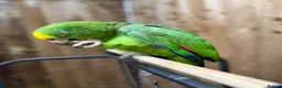 Parrots birds for sale: Yellow crowned amazon - Advert 7