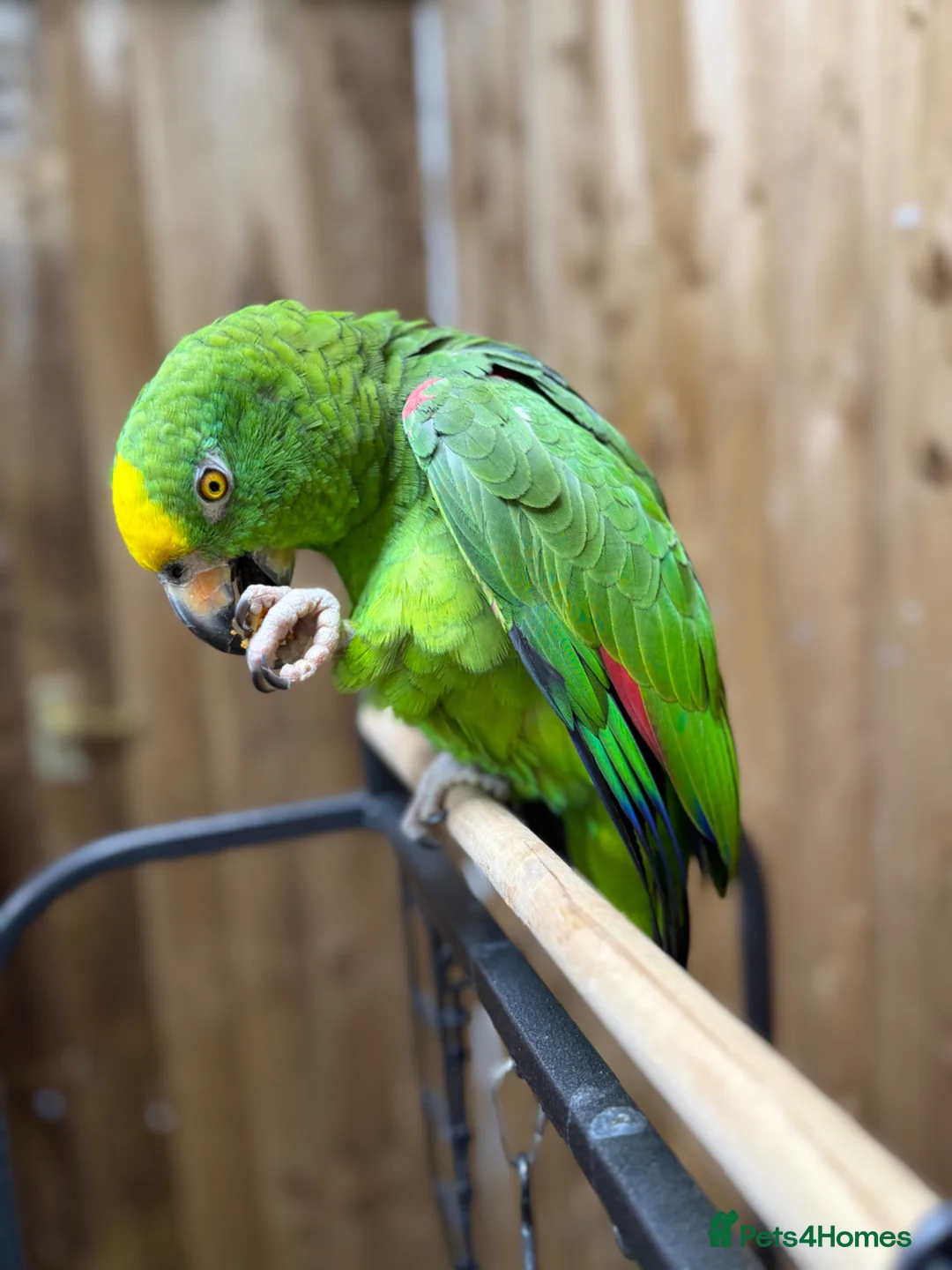 Parrots birds for sale: Yellow crowned amazon - Advert 7