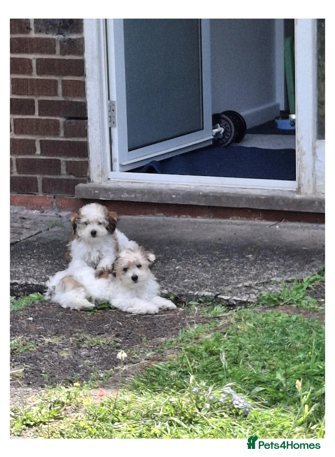 Maltipoo dogs for sale: Maltipoo in Dolgellau - Advert 1