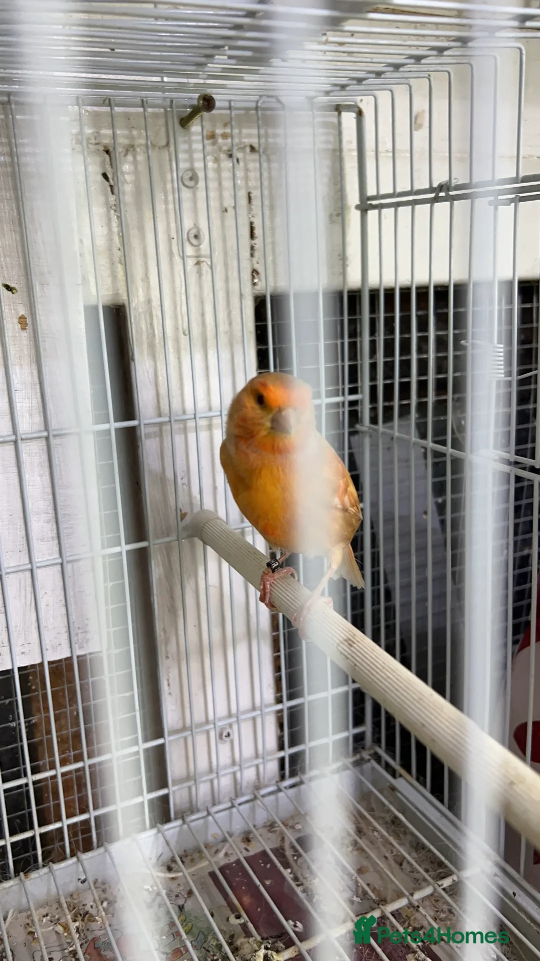 Canaries birds for sale: Canaries for sale  - Advert 4