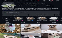 Golden Retriever dogs for sale: Exceptional Big kc puppies (licensed breeder) ⭐  - Image 11