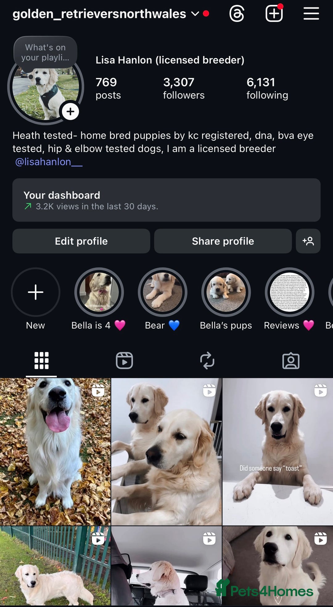 Golden Retriever dogs for sale: Exceptional Big kc puppies (licensed breeder) ⭐  - Image 11
