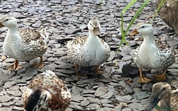 Ducks poultry for sale: Mini silver apple yard trio - Image 6