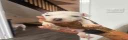 Staffordshire Bull Terrier dogs for sale: Puppys puppys puppys - Advert 25