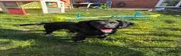 Cocker Spaniel dogs for sale: Rosie - Cocker Spaniel in Kidderminster - Advert 20