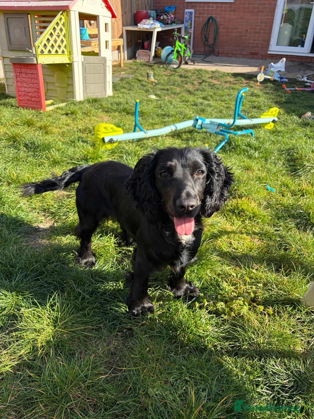 Cocker Spaniel dogs for sale: Rosie - Cocker Spaniel in Kidderminster - Advert 20
