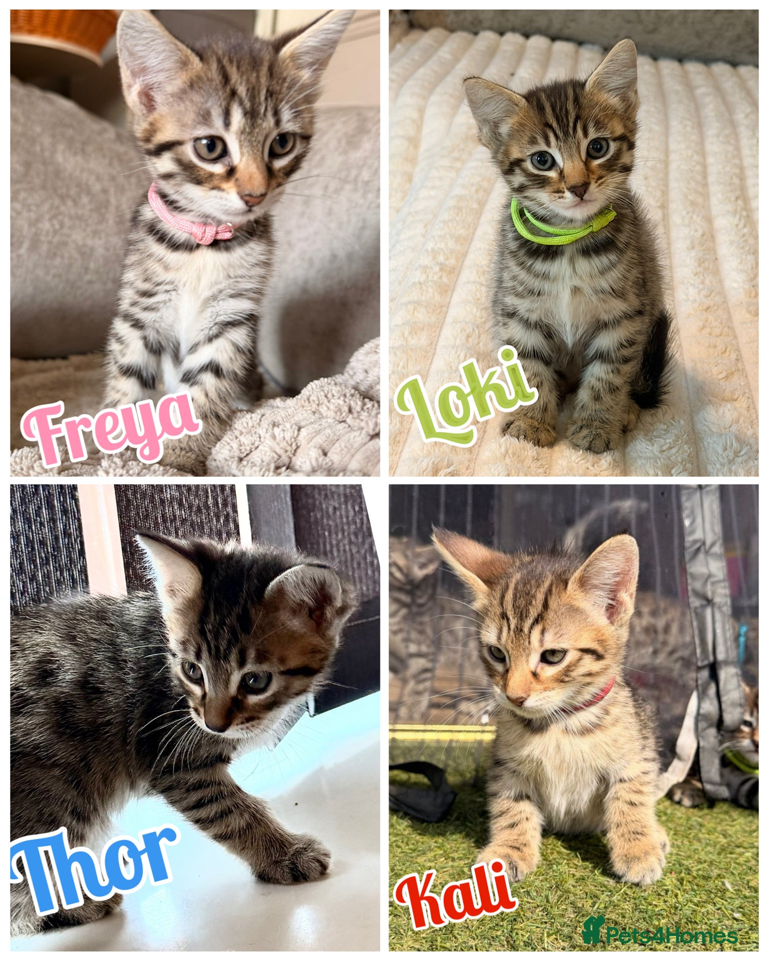Savannah cats F4 Savannah Kitten’s rare African bloodline - Advert 2