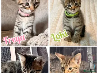 Savannah cats F4 Savannah Kitten’s rare African bloodline - Advert 2
