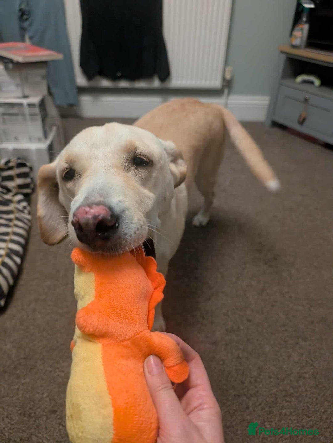 Labrador Retriever dogs for adoption: Dolly in foster in Essex  - Image 2