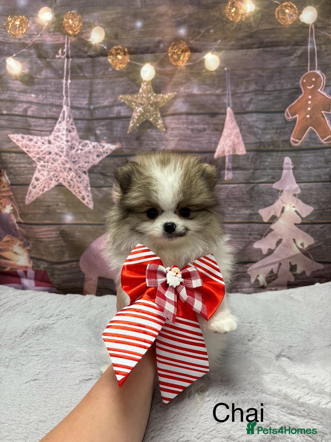 Pomeranian dogs for sale: Last Boy left! Pomeranian Pup - Advert 35