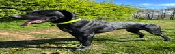 German Shorthaired Pointer dogs for stud: Solid black German shorthaired pointer for stud  - Advert 8