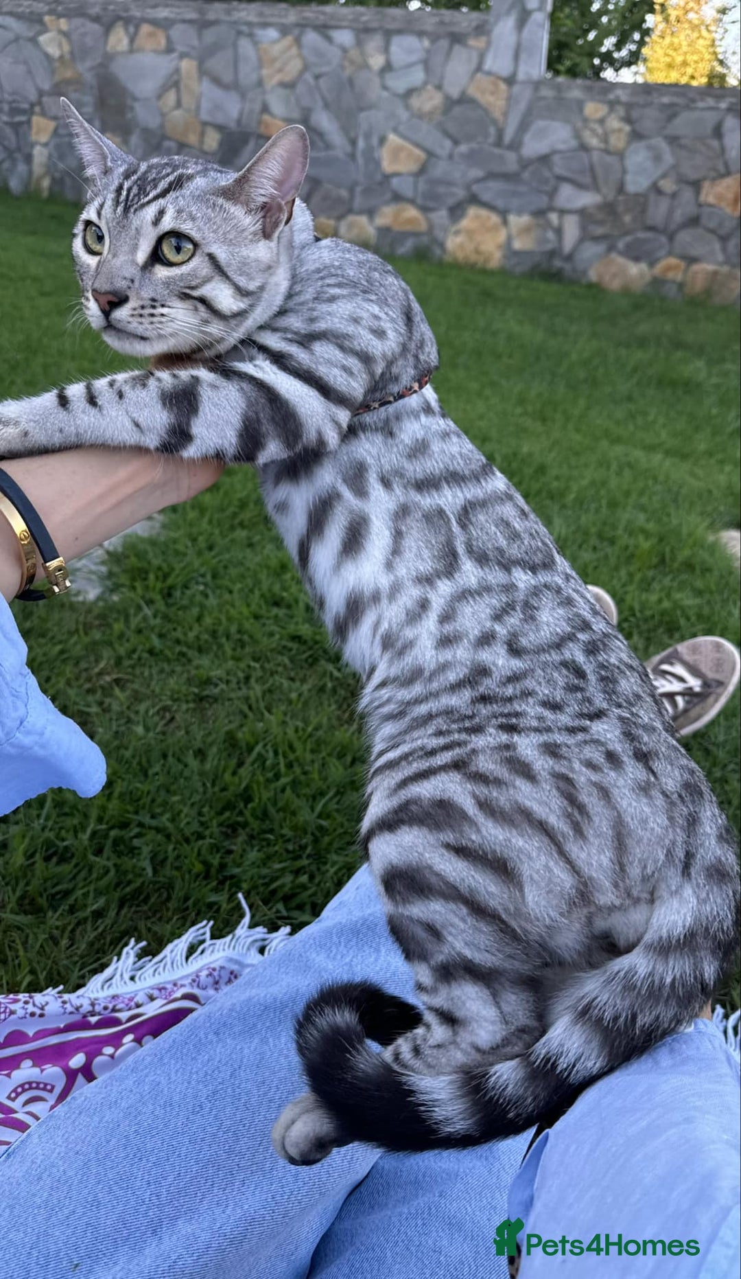 Bengal cats for sale: Stunning Silver Mature Bengal Male  - Advert 7