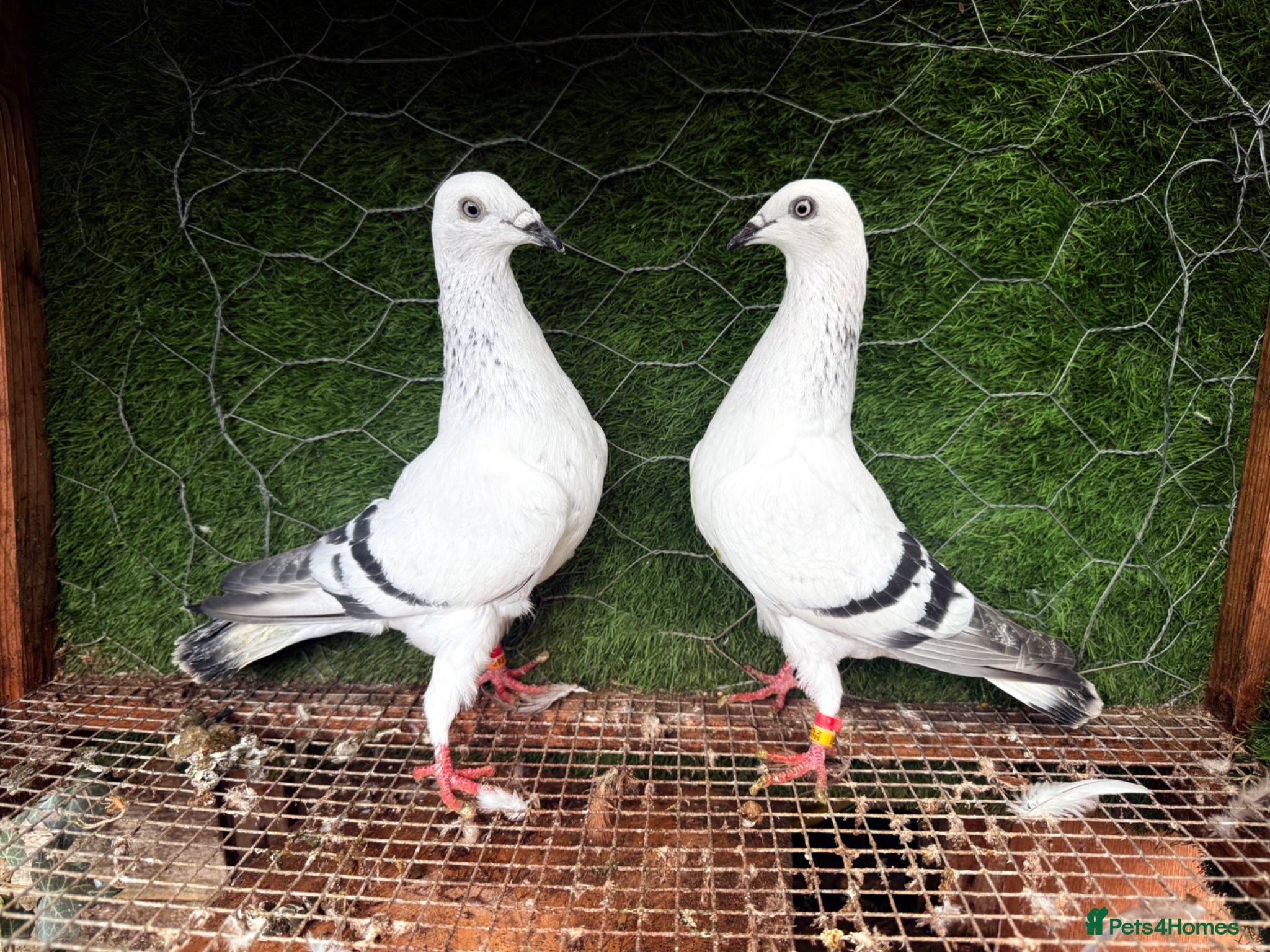 Pigeons birds  Strong Breeding Pigeon Pairs £65 - Advert 2