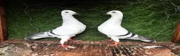 Pigeons birds for sale:  Strong Breeding Pigeon Pairs £65 - Advert 2
