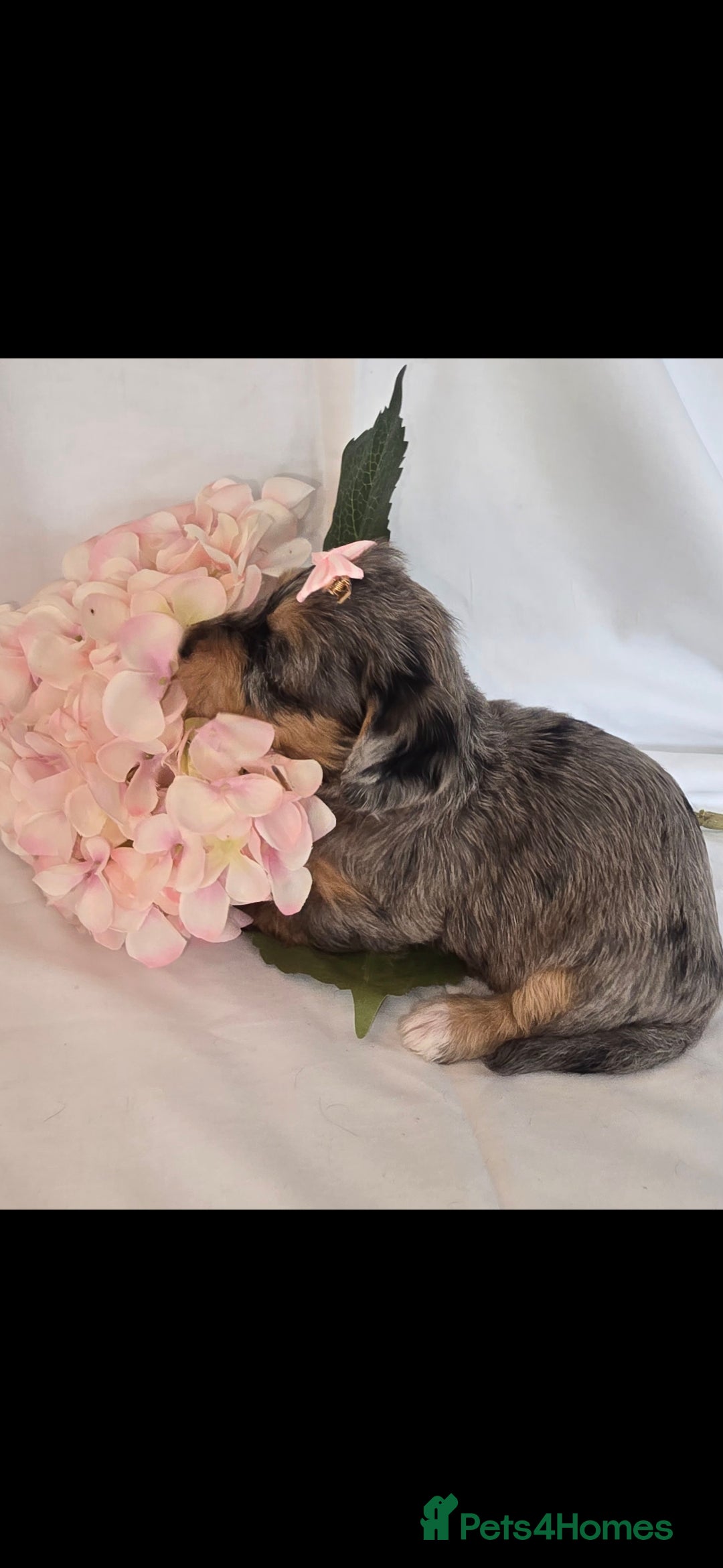 Mixed Breed dogs for sale:  miniature dachshund cross toy poodle doxiepoo   - Image 13