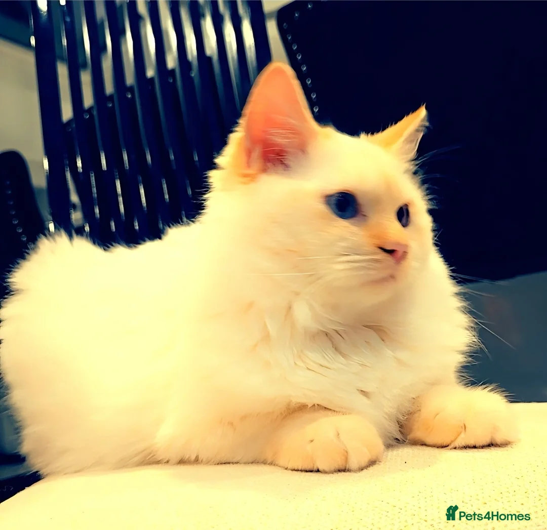 Ragdoll cats for stud: GCCF Champion line Ragdoll Stud - Advert 10