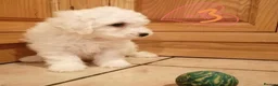 Bichon Frise dogs for sale: Bichon Frise Bichons - Advert 8