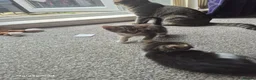 Mixed Breed cats for sale: Kittens ready to leave now - Advert 7