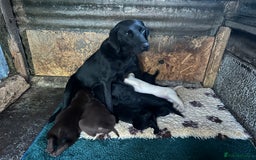 Springador dogs for sale: Springador Puppies - Image 1