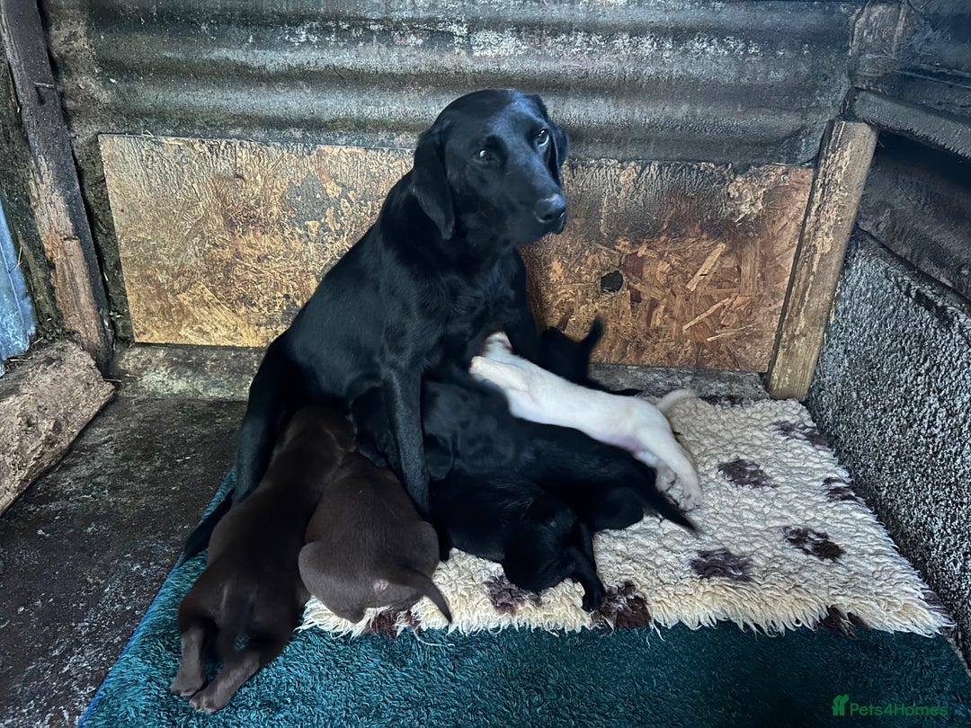 Springador dogs for sale: Springador Puppies - Image 1