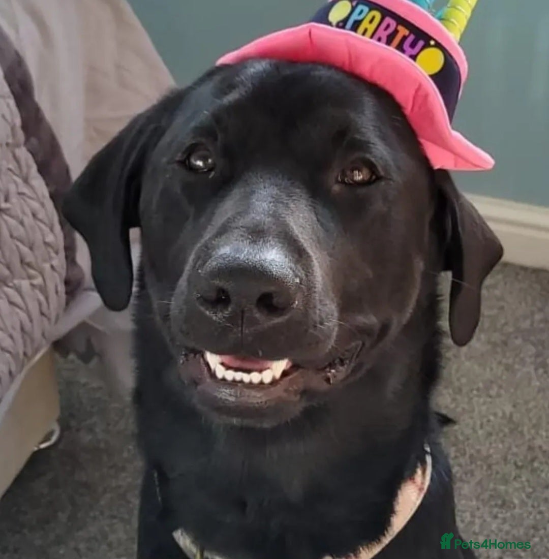 Labrador Retriever dogs for sale: KC Labrador retriever Hooch  - Advert 2