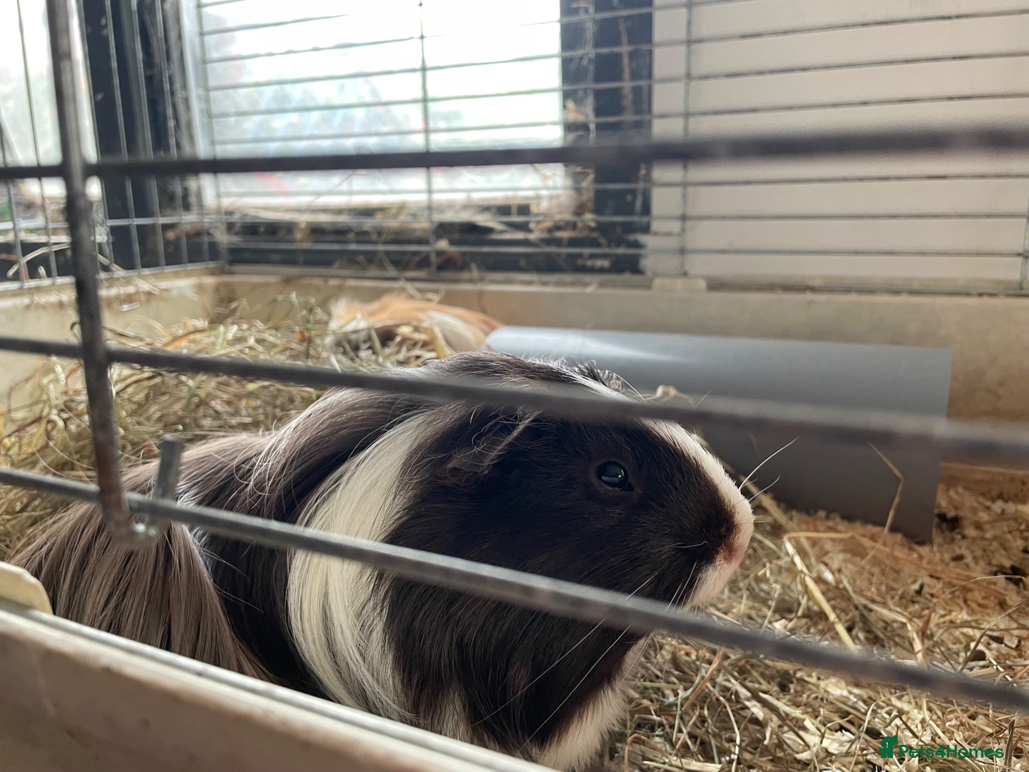 Guinea Pig rodents Guinea pigs for sale - Advert 1