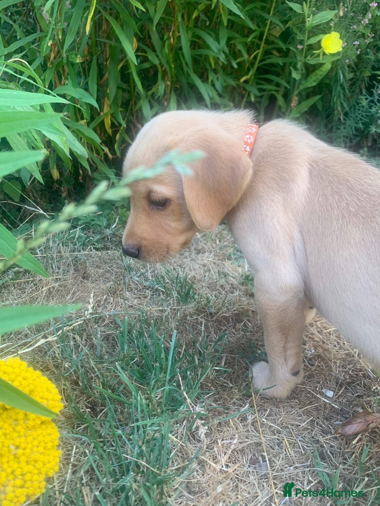 Labrador Retriever dogs  KC Labrador puppies 🐾 - Advert 4