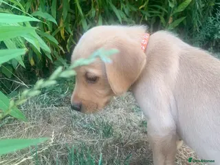 Labrador Retriever dogs KC Labrador puppies 🐾 - Advert 4