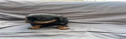 Rottweiler dogs for sale: Rottweiler pups - Advert 18