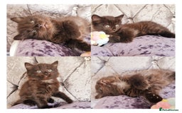 Mixed Breed cats for sale: Your New Fur Baby Is Here !  - Image 1