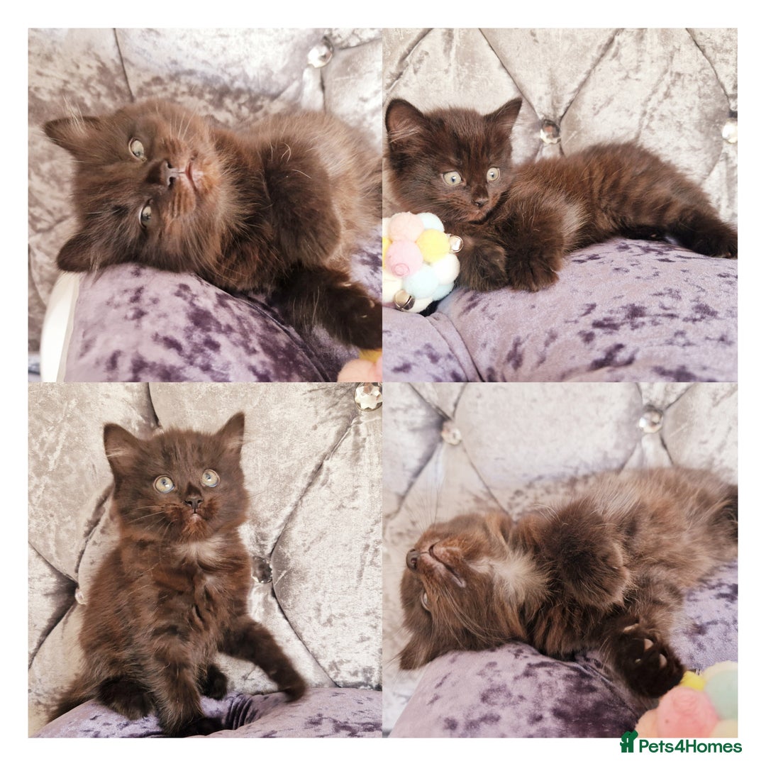 Mixed Breed cats for sale: Your New Fur Baby Is Here !  - Image 1