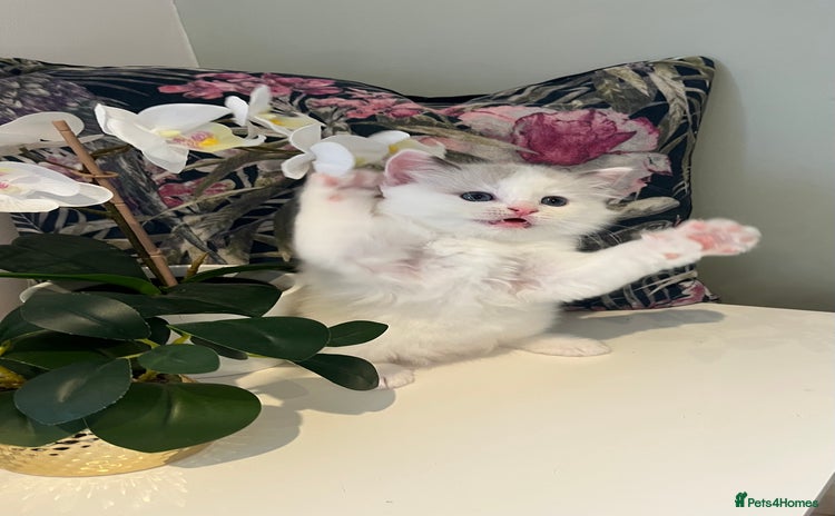 Ragdoll cats Beautiful Ragdoll Kittens - Advert 1