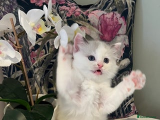 Ragdoll cats Beautiful Ragdoll Kittens - Advert 1