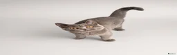 British Shorthair cats for sale: Gorgeous British Shorthair kittens ready to leave. - Advert 3